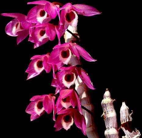Dendrobium parishii